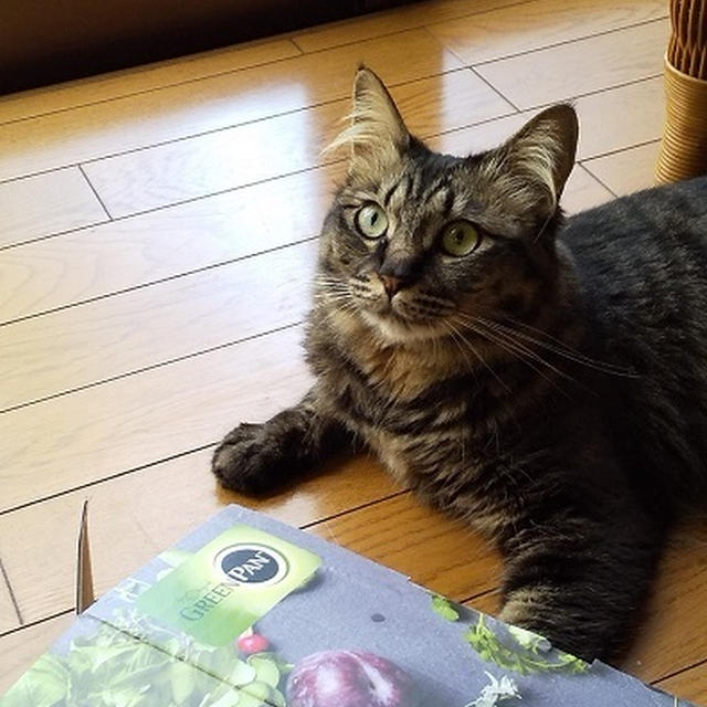 お気に入りの箱・・・にゃ♪