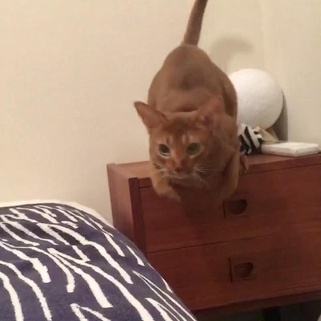 猫たちを遊ばせるので、忙しいらしい