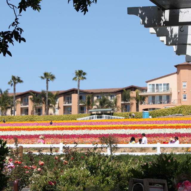 San Diegoのお花見スポット☆CarlsbadのFlower Fields