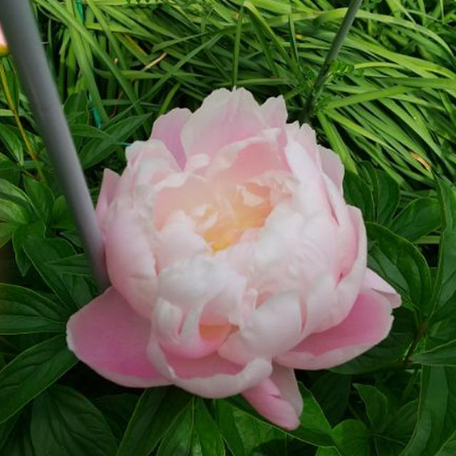 健康法師の　見てみて！芍薬が咲いた！