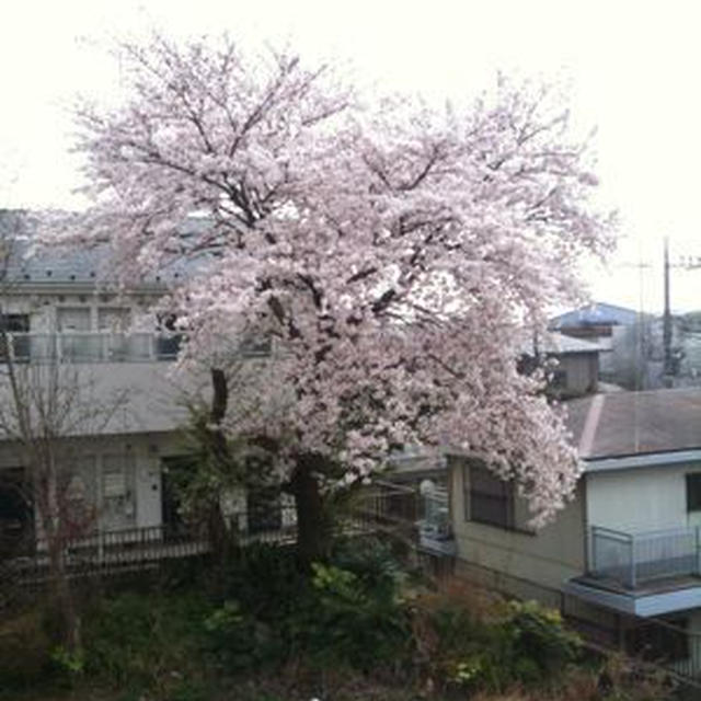 桜