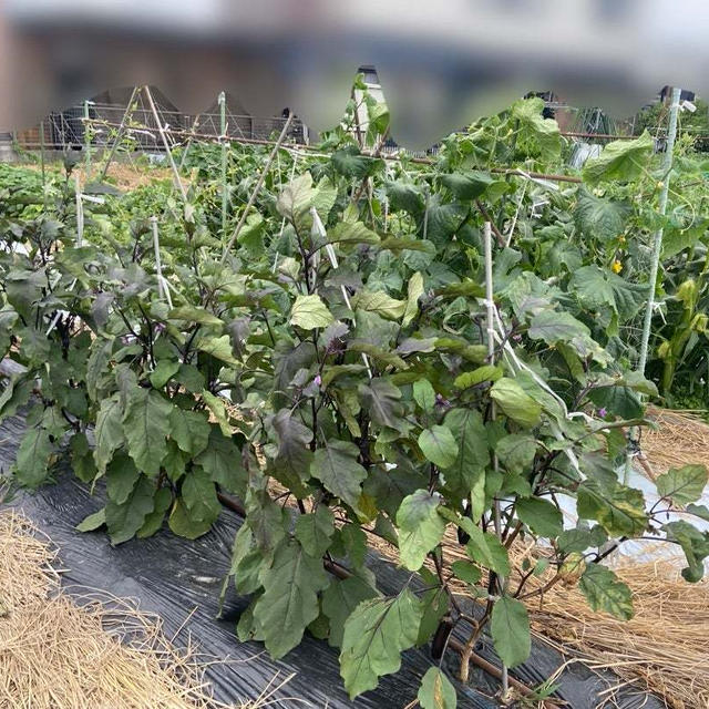 夏野菜の成長過程♡初夏レッスンとドラマ話と。