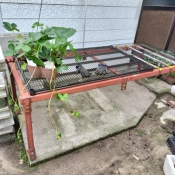 苺棚