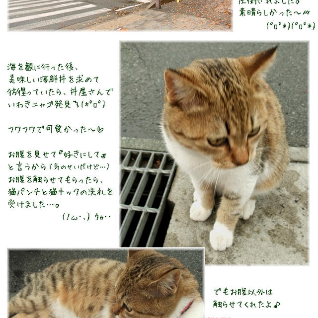 ■ カミーユ・ピサロ展 ■ そしてニャゴとドンブリと…。