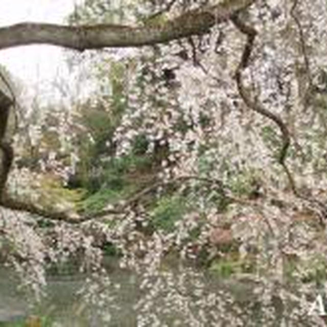 ☆春の京都 ?：二条城ライトアップ☆