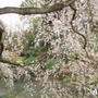 ☆春の京都 ?：二条城ライトアップ☆