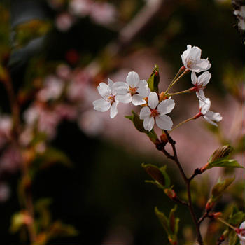 高壇神社の桜