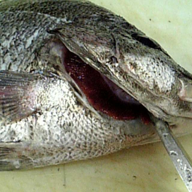 魚のさばき方