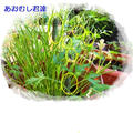 最後の花オクラ