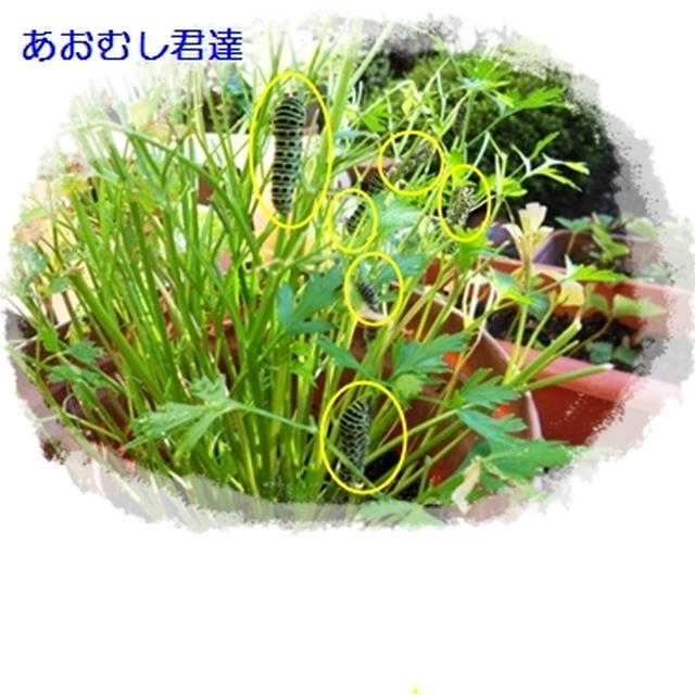 最後の花オクラ