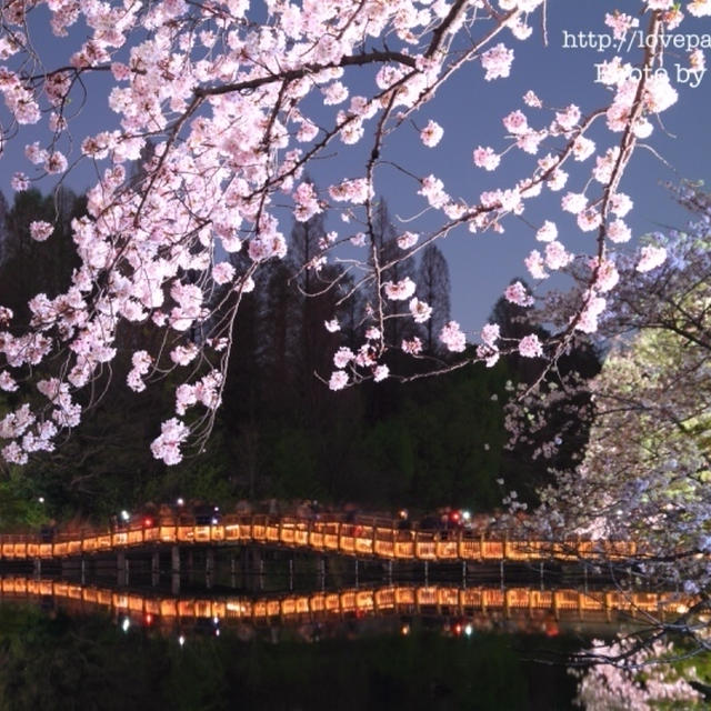 夜桜の楽しみ