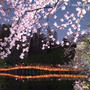 夜桜の楽しみ