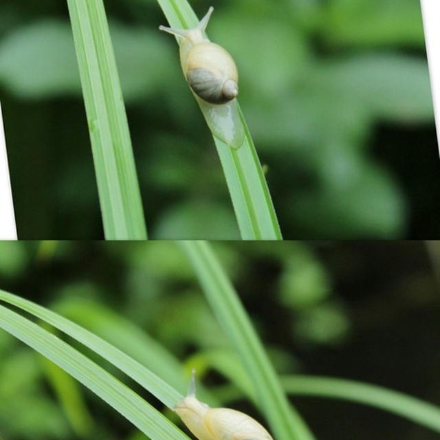 でんでん虫、虫、かたつむり