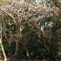 桜が咲いていました。