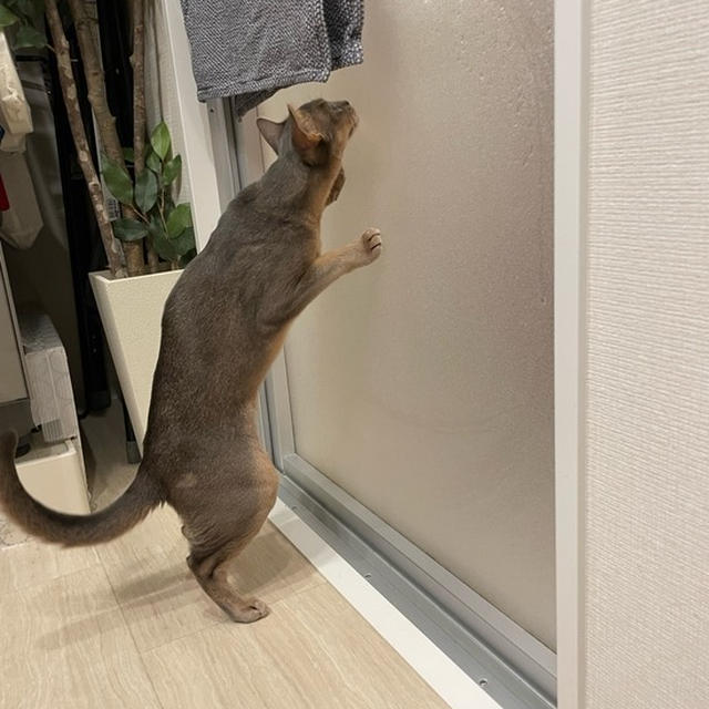 パパと久しぶりにお風呂遊びができてうれしい坊