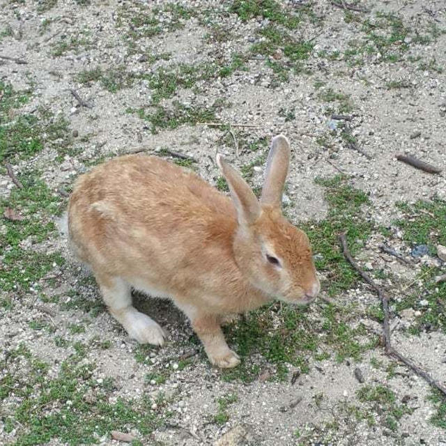 【コラム更新】うさぎ年は災害多発の年？！