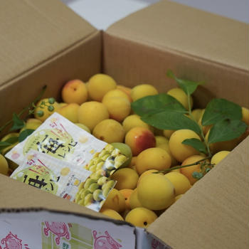 男性料理教室【梅干し、梅シロップを作りましょう】