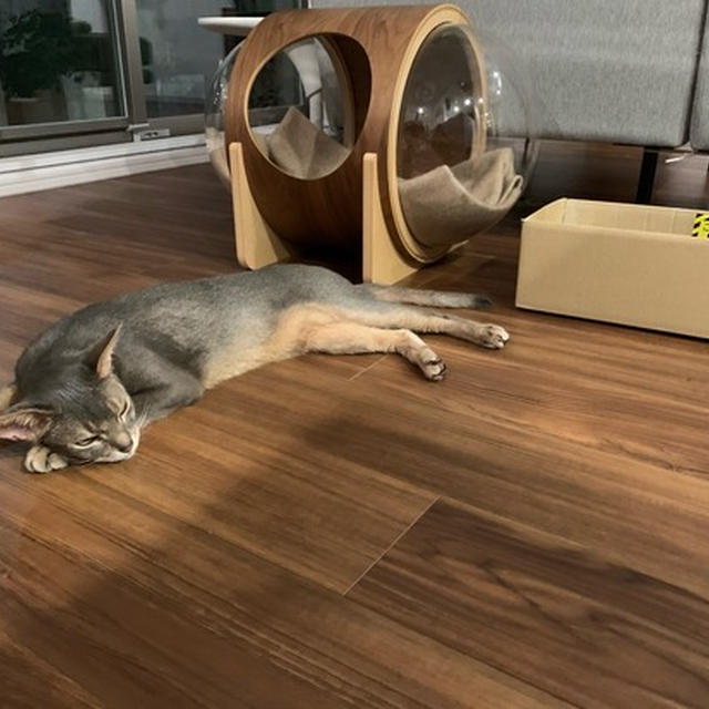 アサリの砂抜き風…