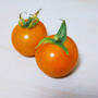 夏休み☆ミニトマトを収穫！