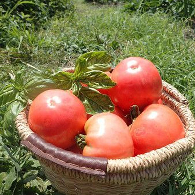 トマト苗の作り方☆種類・品種・種まき時期