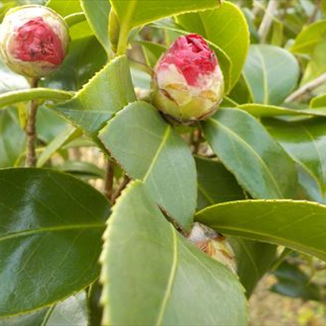 わたしは何で出来ている！？成分チェッカーと「今日のお花」