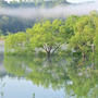 白川ダム湖水没林は幻想的で素晴らしかったです。