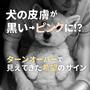 犬の皮膚が【地味な楽しみ】黒い→ピンクに！？ターンオーバーで見えてきた希望のサイン