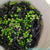トレーダジョーズのブラックビーンズパスタとグリーンピースのレシピ　Trader Joe’s Organic Black Bean Rotini