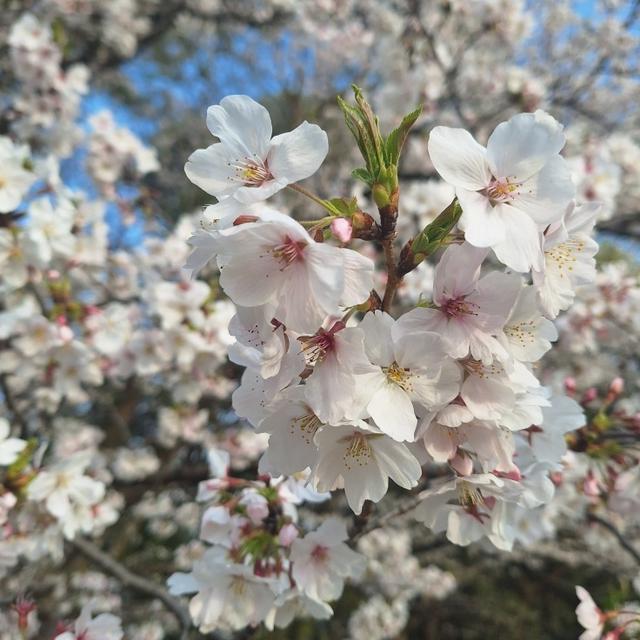桜・さくら・サクラ～🌸
