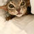 「今こっち来られる？」は、ねこねこチャンス♪