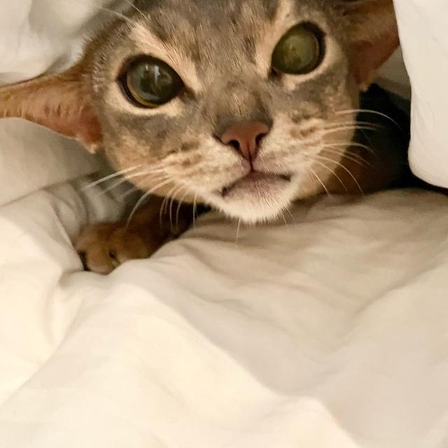 「今こっち来られる？」は、ねこねこチャンス♪