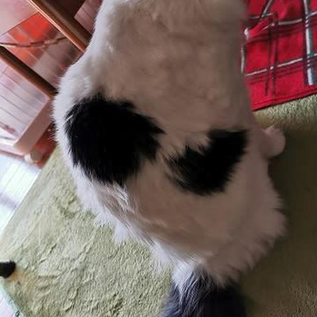 寝ぐせ