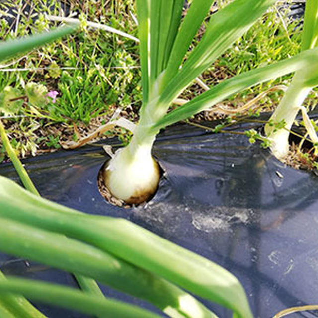 春は草木の成長が早い！！