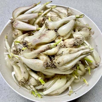 らっきょうは小さな〇〇です♬