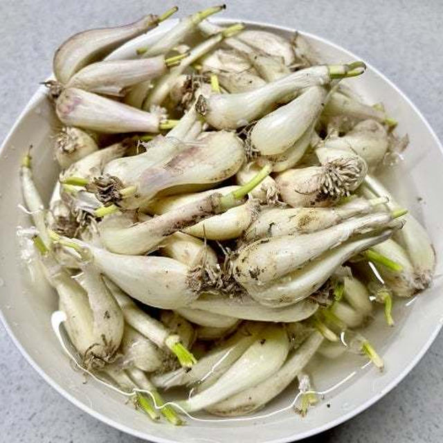 らっきょうは小さな〇〇です♬
