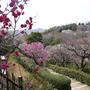 中山寺梅林#最近撮った写真は