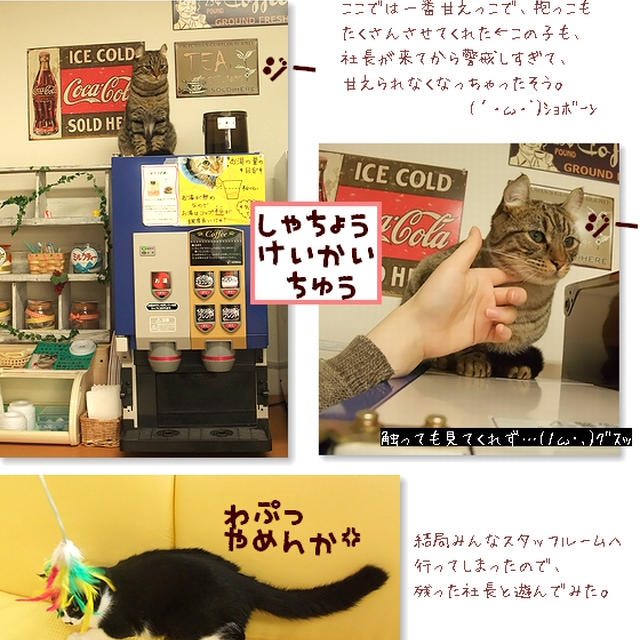 ■やっと触らせてくれた♪(*ﾉωﾉ)ﾃﾚﾃﾚ ■ネコカフェ物語・後