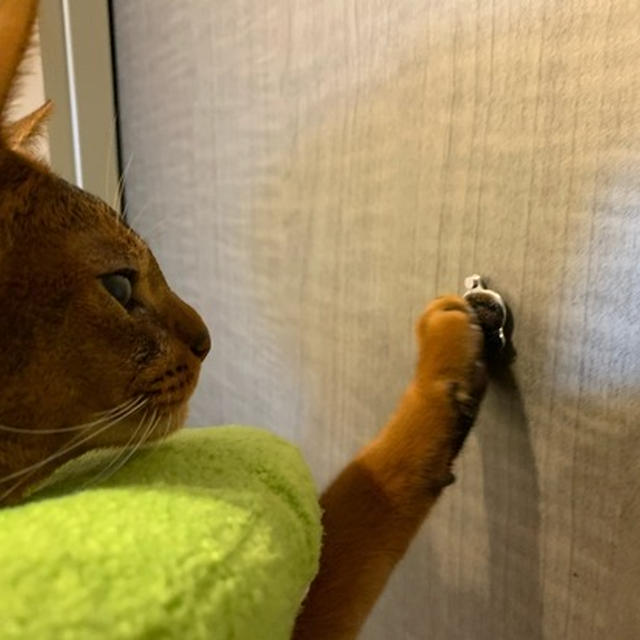 アボカドちゃんが、捕まえたいものは…
