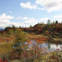 草津白根山の紅葉　No.1
