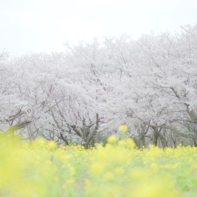 しあわせになりたい。