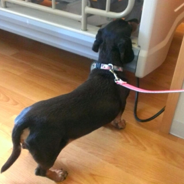 ＊愛犬訪問＊