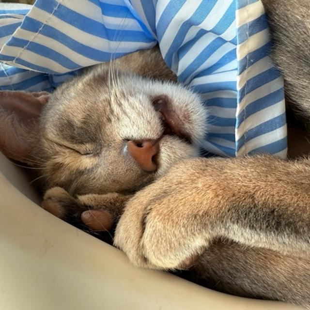 知恵の輪寝のぼくちん