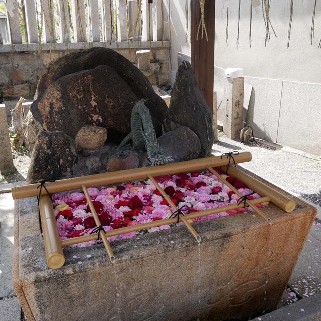 桜宮の花手水#最近撮った写真は