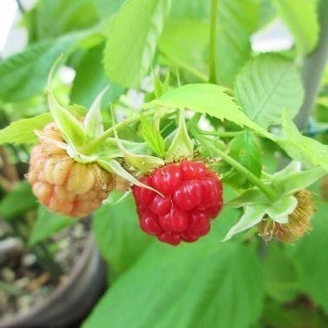 ブルーベリーの収穫・この植物の名前わかるかな!?