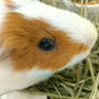 &quot;Cool Guinea Pigs Video Compilation 2017&quot; 