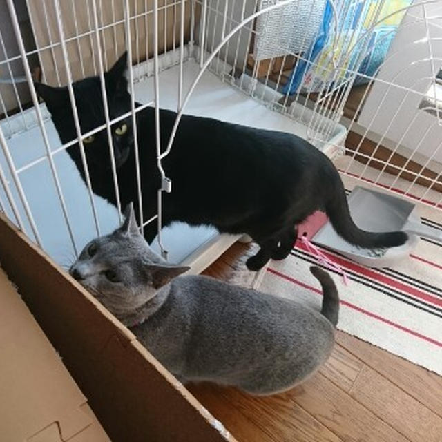 【小梅・さくら通信】いいもの見つけた♪