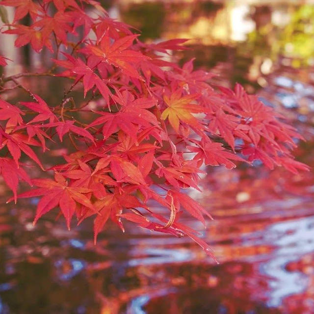 乙宝寺の紅葉