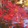 乙宝寺の紅葉