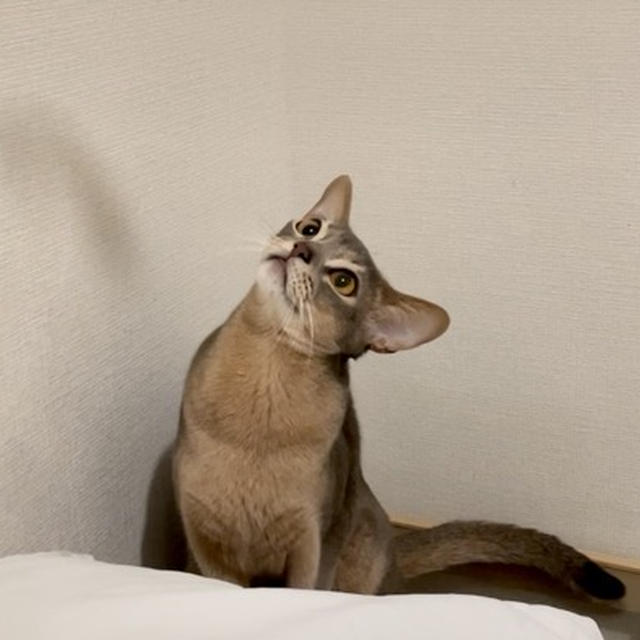 おもちゃが上に行くと小首かしげちゃうわか坊（動画あり）