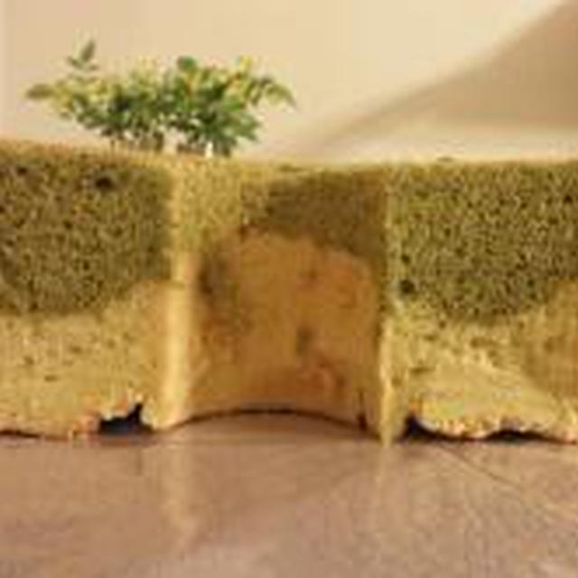 抹茶とプレーンの２層シフォン